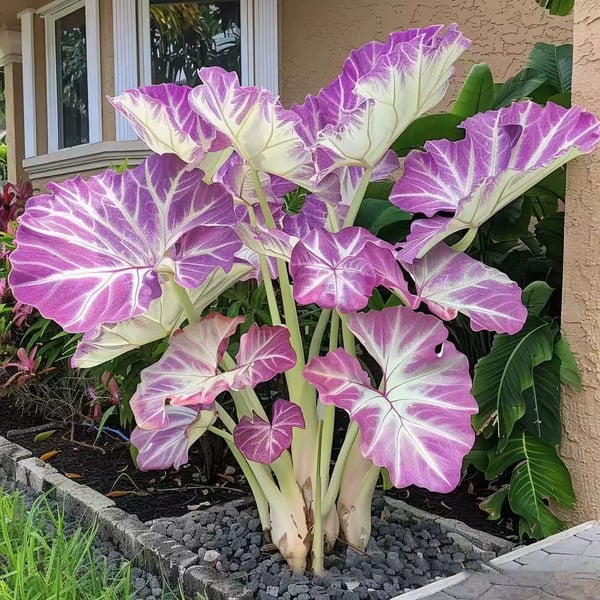 Rare Hosta Flower Seeds