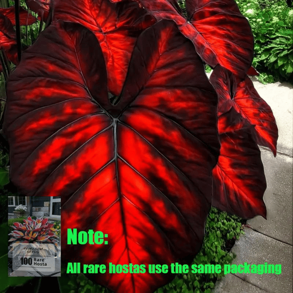 Rare Hosta Flower Seeds