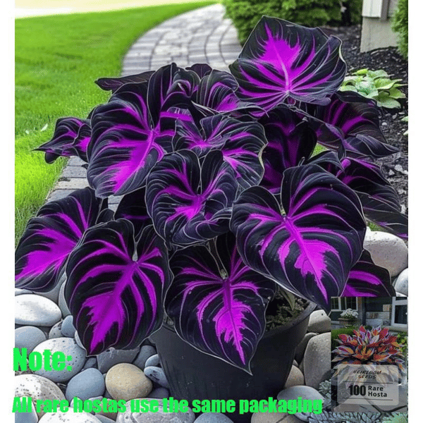 Rare Hosta Flower Seeds