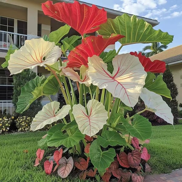 Rare Hosta Flower Seeds