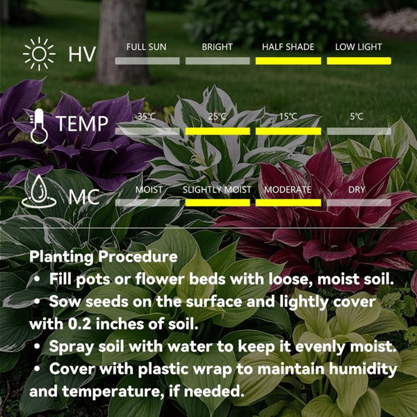 Rare Hosta Flower Seeds