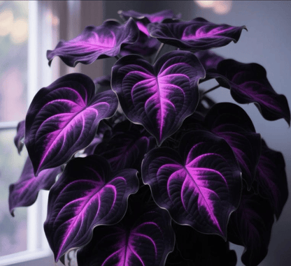 Rare Hosta Flower Seeds