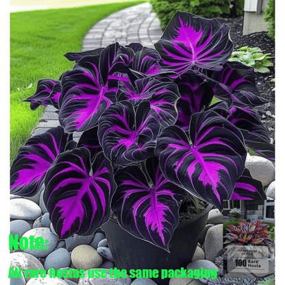 Rare Hosta Flower Seeds