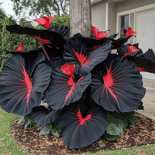 Rare Hosta Flower Seeds